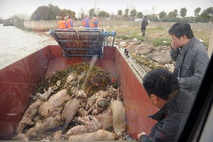 黄浦江漂死猪 官无头绪 港媒批人猪都发瘟