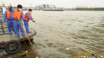 上海黄浦江漂浮死猪数量飙升至6千头