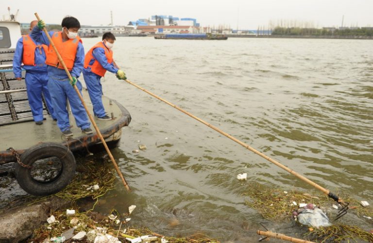 上海黃浦江漂浮死豬數量飆升至6千頭