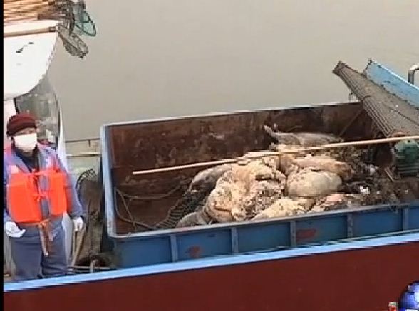 黃浦江死豬與以鄰為壑的環境觀（視頻）