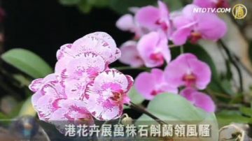 港花卉展万株石斛兰领风骚