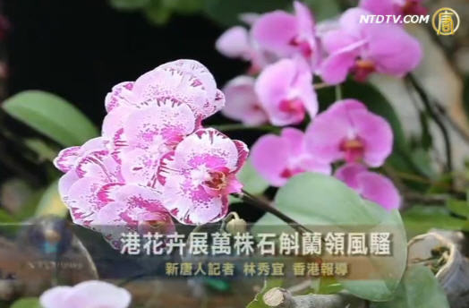 港花卉展萬株石斛蘭領風騷