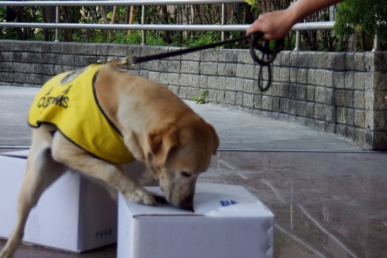 緝毒犬建功  嗅出75公斤安毒