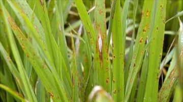 天氣忽冷忽熱  台東出現稻熱病