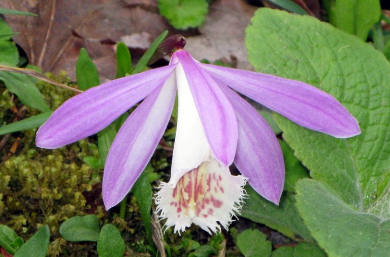 阿里山花季  一葉蘭嬌羞登場