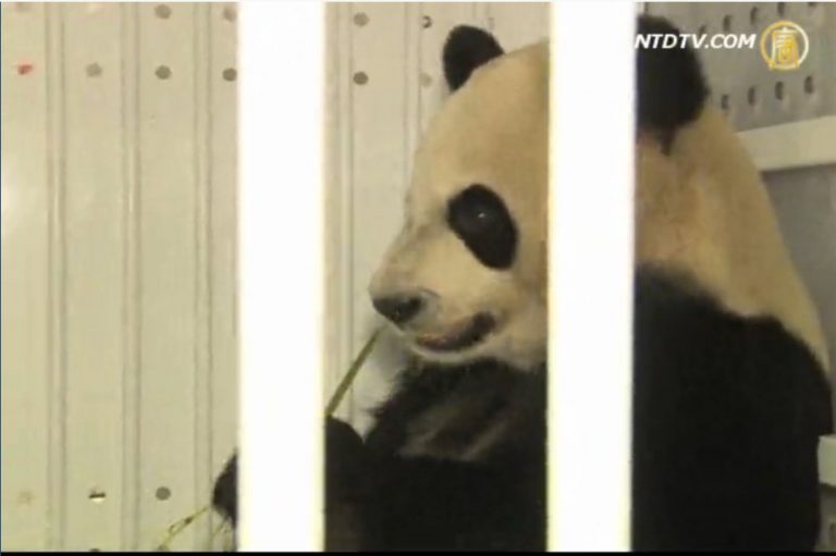 中共出借多倫多動物園一對大熊貓