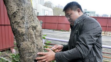 樹醫診江翠國中老樹  估移植期