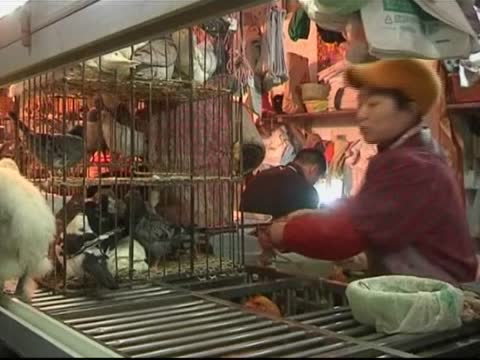 [粤语] 全球首見人類染H7N9 中國兩死一病危