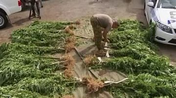 澳警方繳獲價值30多萬元大麻作物