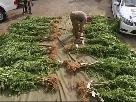 澳警方繳獲價值30多萬元大麻作物