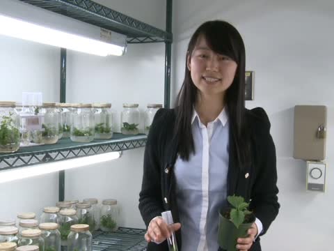 師生合力 培育溫哥華稀有櫻花品種