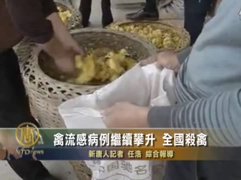 禽流感病例繼續攀升 全國殺禽