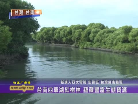 臺南四草湖紅樹林 蘊藏豐富生態資源