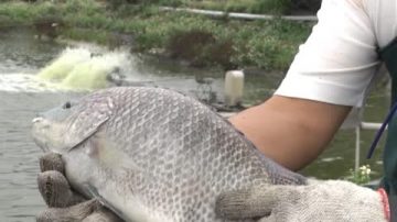 生態認證養好魚 臺南首位養殖業神農獎