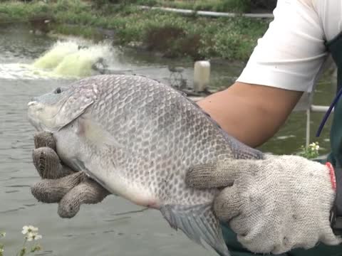 生態認證養好魚 臺南首位養殖業神農獎