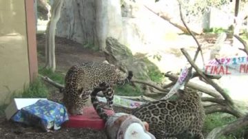 聖地亞哥動物園  美洲虎崽1歲生日