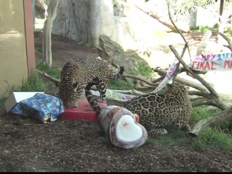 聖地亞哥動物園  美洲虎崽1歲生日