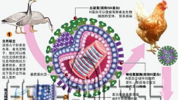 大陆现全球首例禽流感H7N9 上海两人死