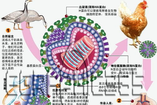 大陸現全球首例禽流感H7N9 上海兩人死