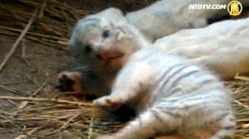 日動物園繁殖罕見白虎 幼崽將亮相