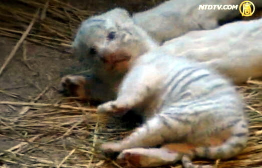日動物園繁殖罕見白虎 幼崽將亮相