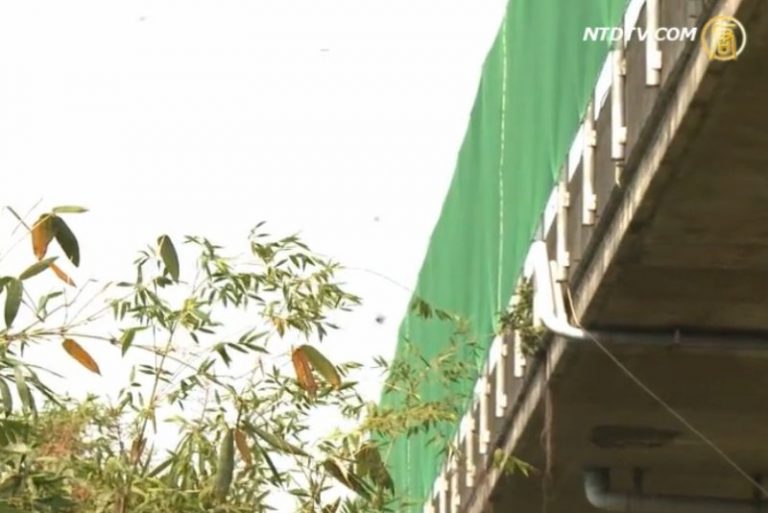 台雲林大量紫斑蝶遷徙 高速公路封道