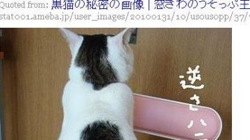 猫咪背黑猫 叫“骗人布”