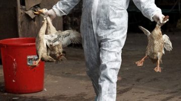 H7N9死亡10人 南京患者家属曾见疑似病例