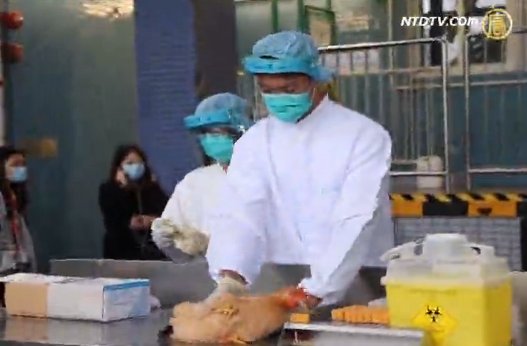 港即日起進行活雞H7快速測試