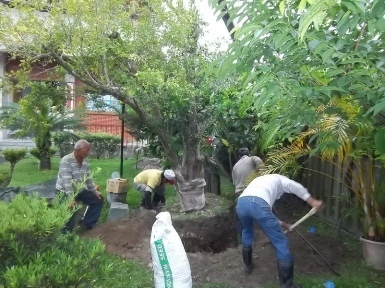 搶救千歲七里香  盼喚回生命力