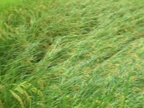 大雨農損逾千萬  高雄監控整備救災待命