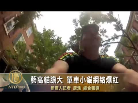 藝高貓膽大  單車小貓網絡爆紅
