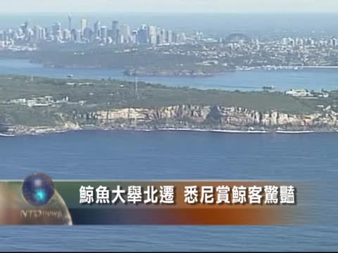 鯨魚大舉北遷 悉尼賞鯨客驚豔