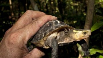 食蛇龜盜獵嚴重　台灣避免滅絕