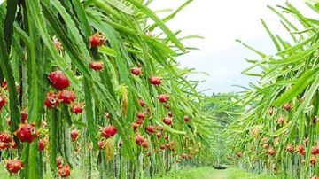 无农药与有机栽种 荣获火龙果甜度王