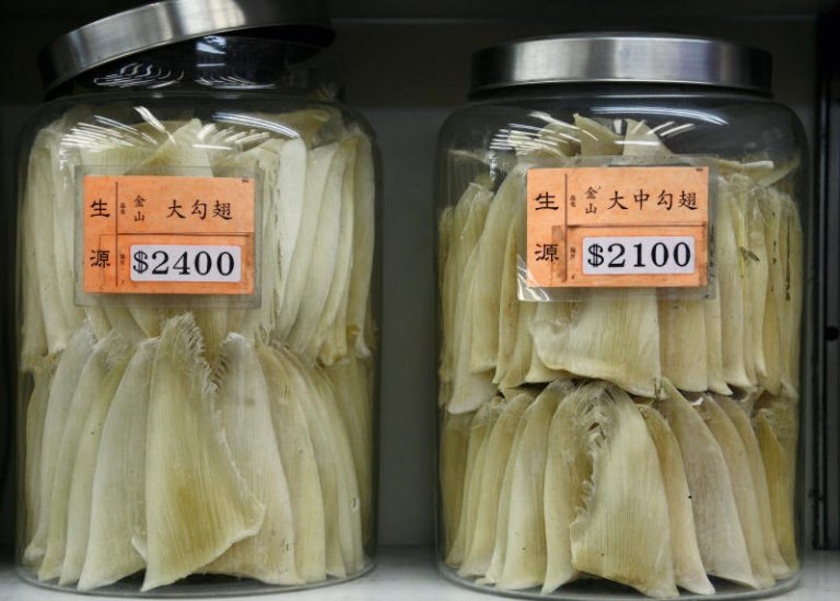 紐約州通過立法 禁魚翅販售