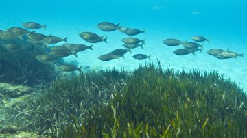 逾半植物及3成動物 生存空間2080年前減半