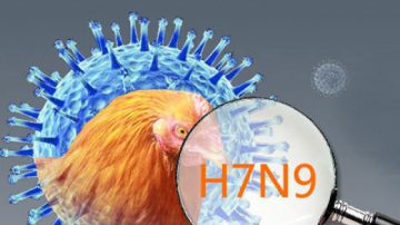 港大：H7N9確診恐達550例 3倍於公布病例