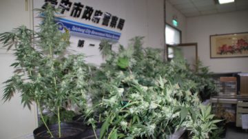 透天厝當工廠 查獲54株大麻