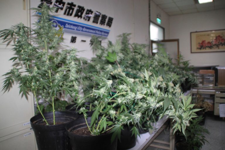 透天厝當工廠 查獲54株大麻