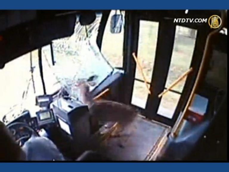小鹿撞進公車亂竄 猶如真實版動作片
