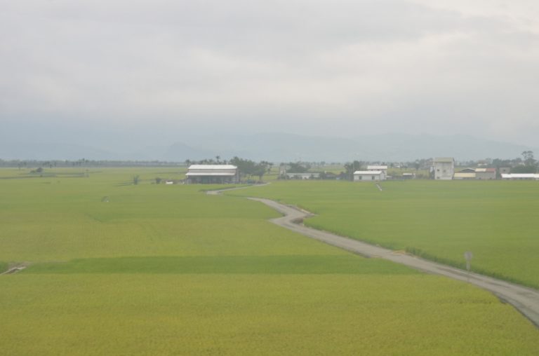 稻穗空包彈  池上米減1至2成