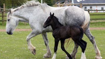 英格蘭稀有夏爾馬幼馬 亮相公園