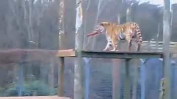 英動物園女職員 遭老虎咬死(視頻)