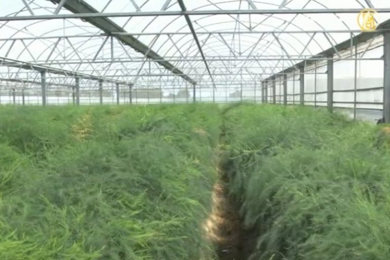 溫室栽培台灣蘆筍 開創新綠金產業