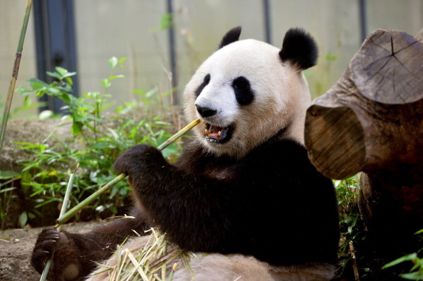 上野動物園貓熊  疑有喜不見客