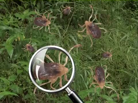 遭野生蜱虫叮咬致死 韓民眾恐慌