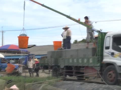 供过于求 台湾鲷价格惨跌