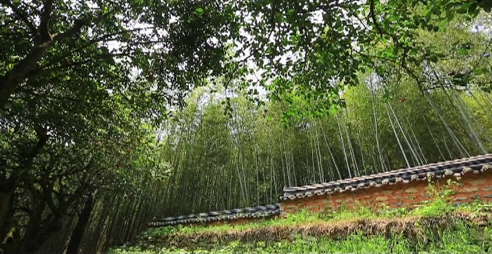 【你好韓國】綠色飄香的地方 - 寶城