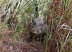 野豬入侵  觀霧山椒魚棲地遭殃